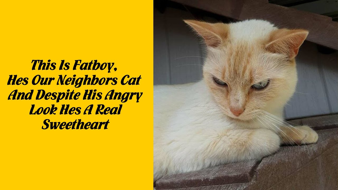 50 Times People Just Had To Snap A Pic Of Their Angry, But Cute Cats 2/2 - Funny cat