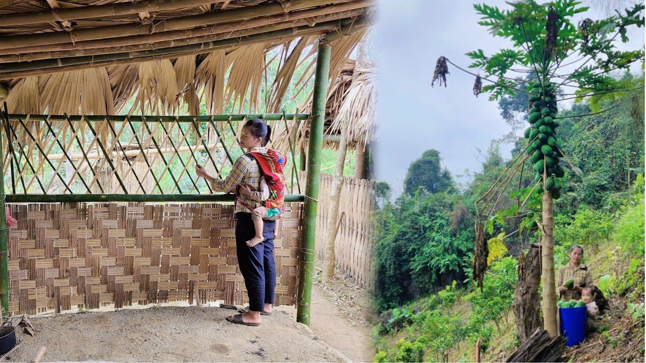 Tieu Trang Starts Life Alone - Building Bamboo Houses and Harvesting Papayas to Sell