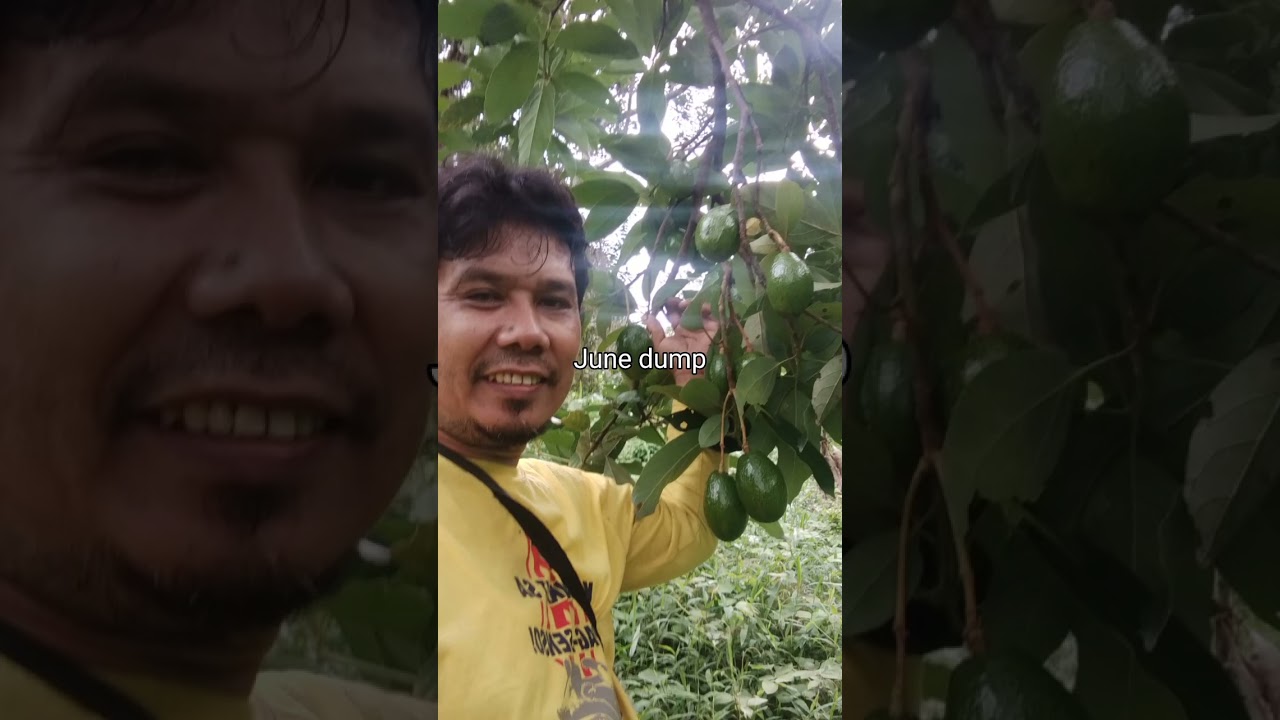 Dika tiyak kung kaylan uulan para mag abuno ng kape 