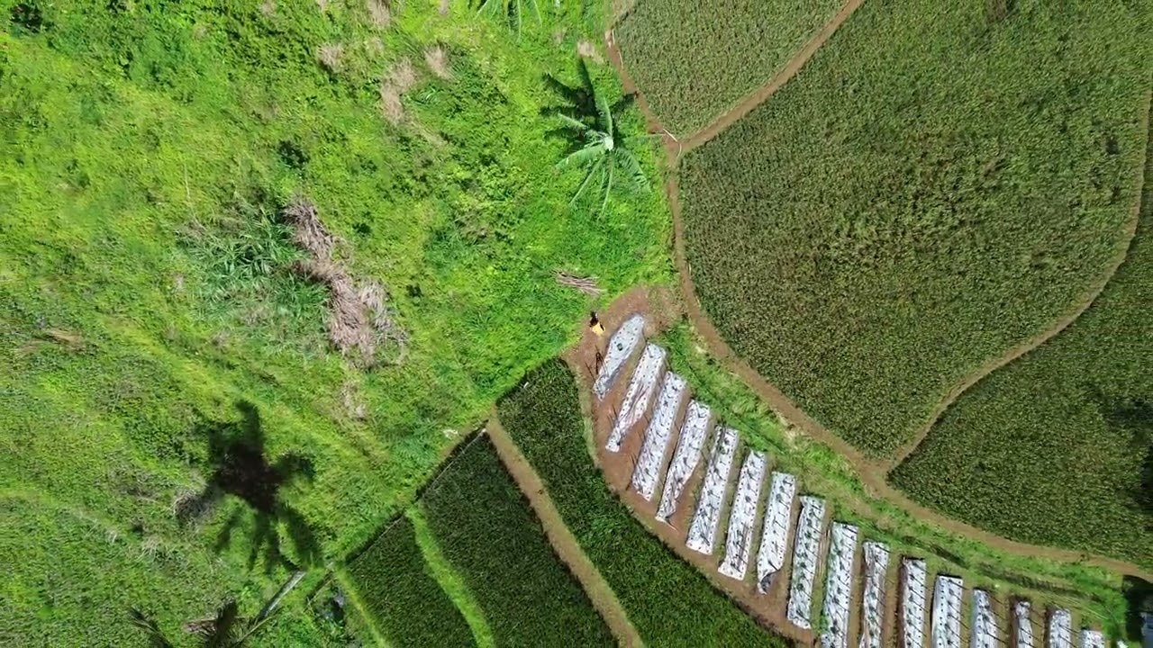 Sawah zidni
