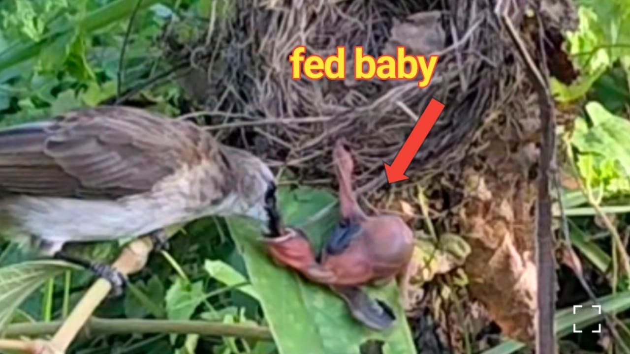 baby birds fall and are still fed