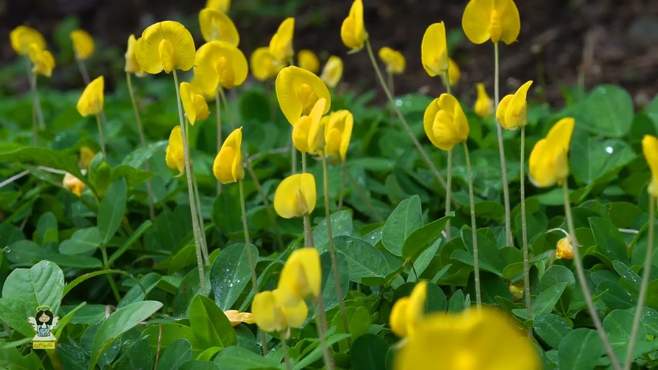 Fellow Yellow