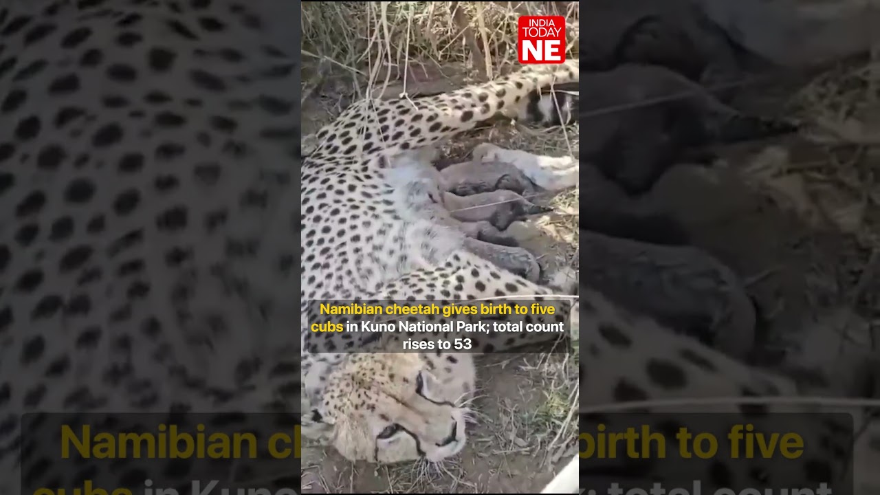 Namibian cheetah gives birth to five cubs in Kuno National Park; total count rises to 53