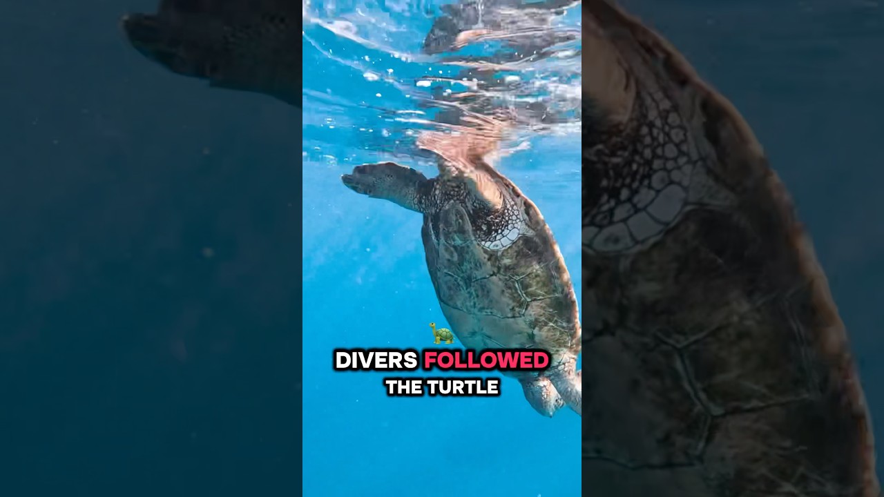 Turtle asks divers for help