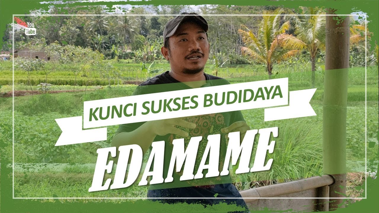 KIAT SUKSES BUDIDAYA KEDELAI JEPANG EDAMAME, AGROBISNIS UNGGULAN MAGELANG