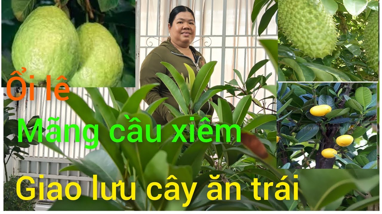 Hồng cây giống giá rẻ miền Tây giao lưu cây ăn trái na thái, lekima, bưởi da xanh 