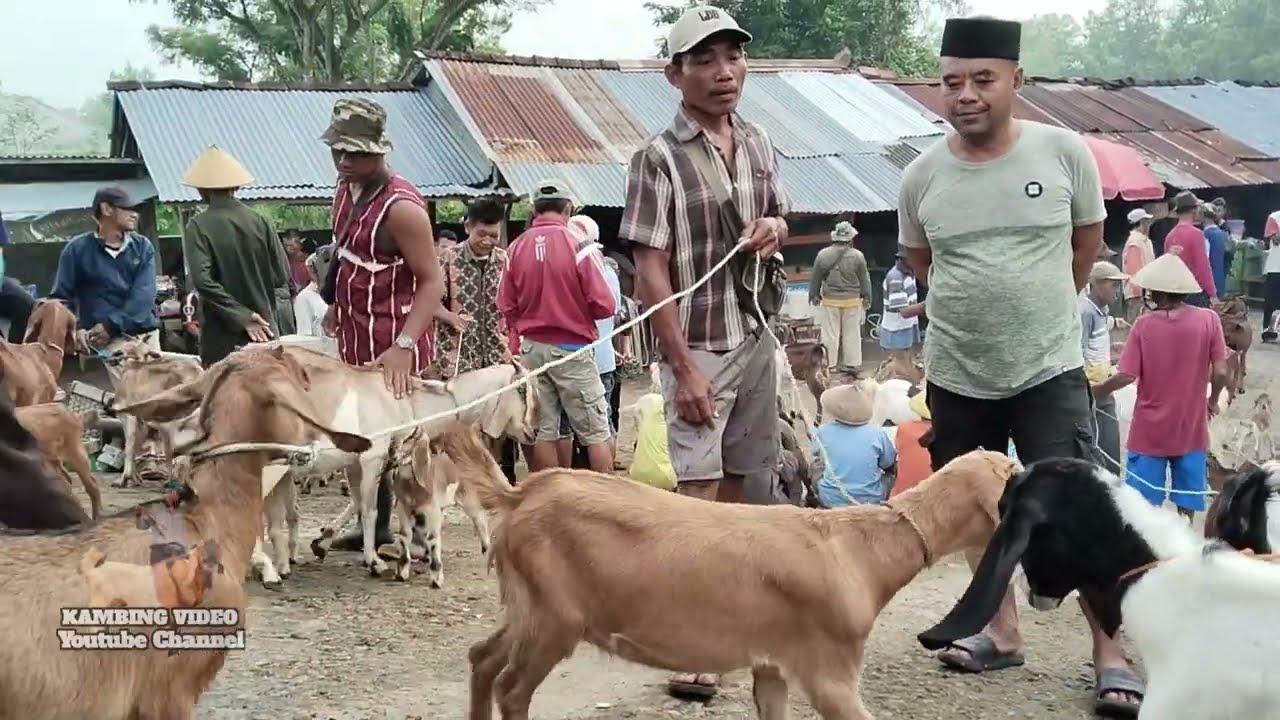 Update Kambing Cilikan Harga Mulai 500 Ribu Dipasar Munggi Semanu Gunungkidul‼️
