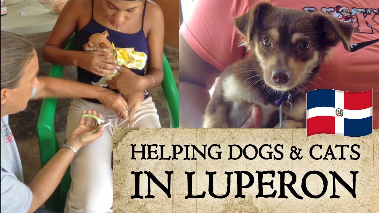Helping 300 Dogs & Cats in Luperon, Dominican Republic (DCDR)
