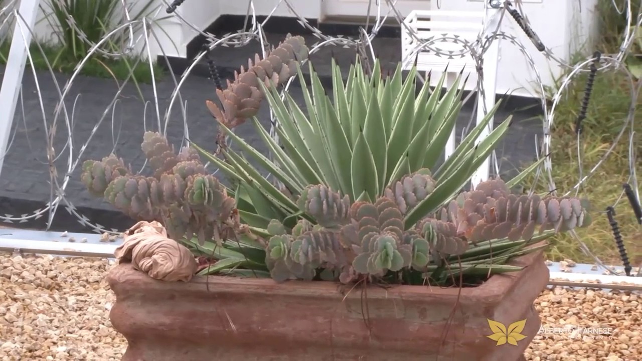 Aprenda os benefícios da irrigação no jardim!