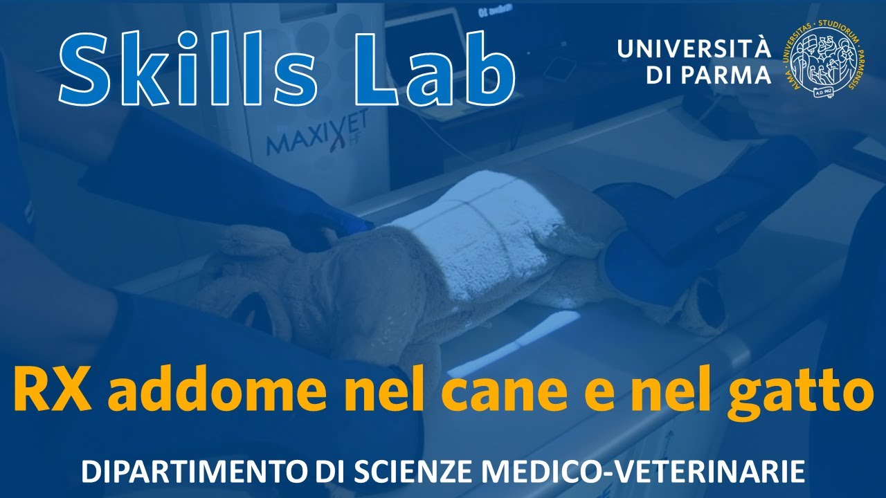 RX addome nel cane e nel gatto - Skills Lab UNIPR