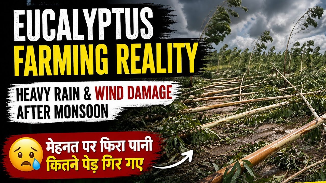 Storm Damage in My Farm 🌧️ | Eucalyptus Plants Fell Down
