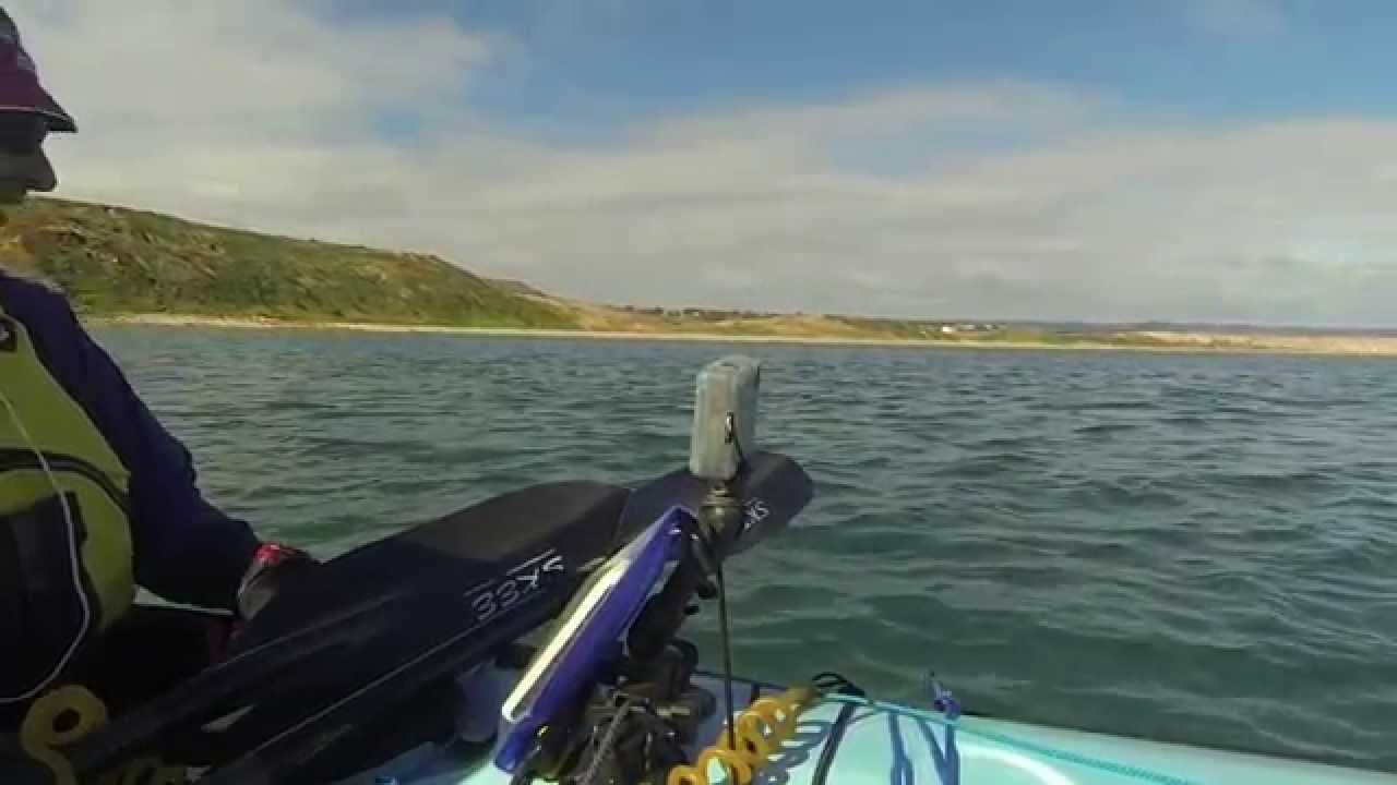 Ochre Point Shark Encounter
