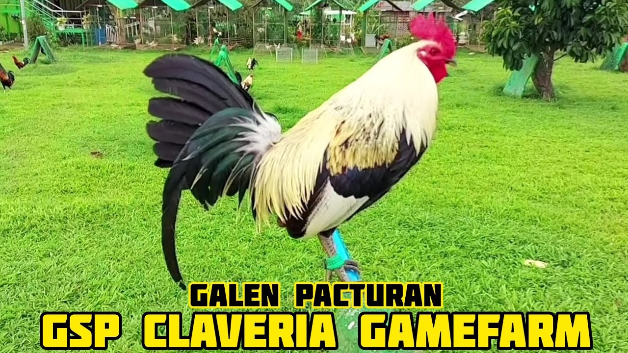 RAY HOSKINS GREY - GSP CLAVERIA GAMEFARM