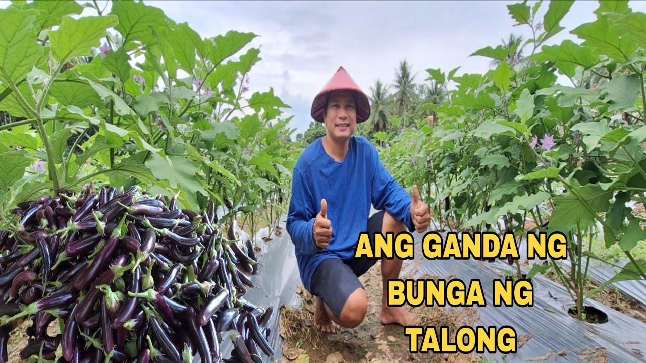 UNANG HARVEST NG ATING TALONG PINAKYAW 