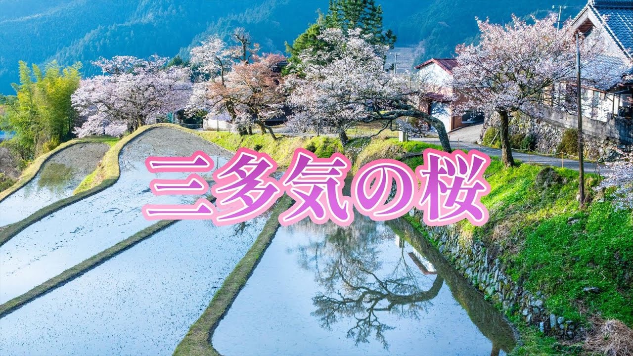 【2025年4月12日】【三重県の桜名所】三多気（みたけ）の桜　｜日本さくら100選｜国の名勝｜三重県津市美杉町三多気｜山桜（ヤマザクラ）｜秘境の桜｜