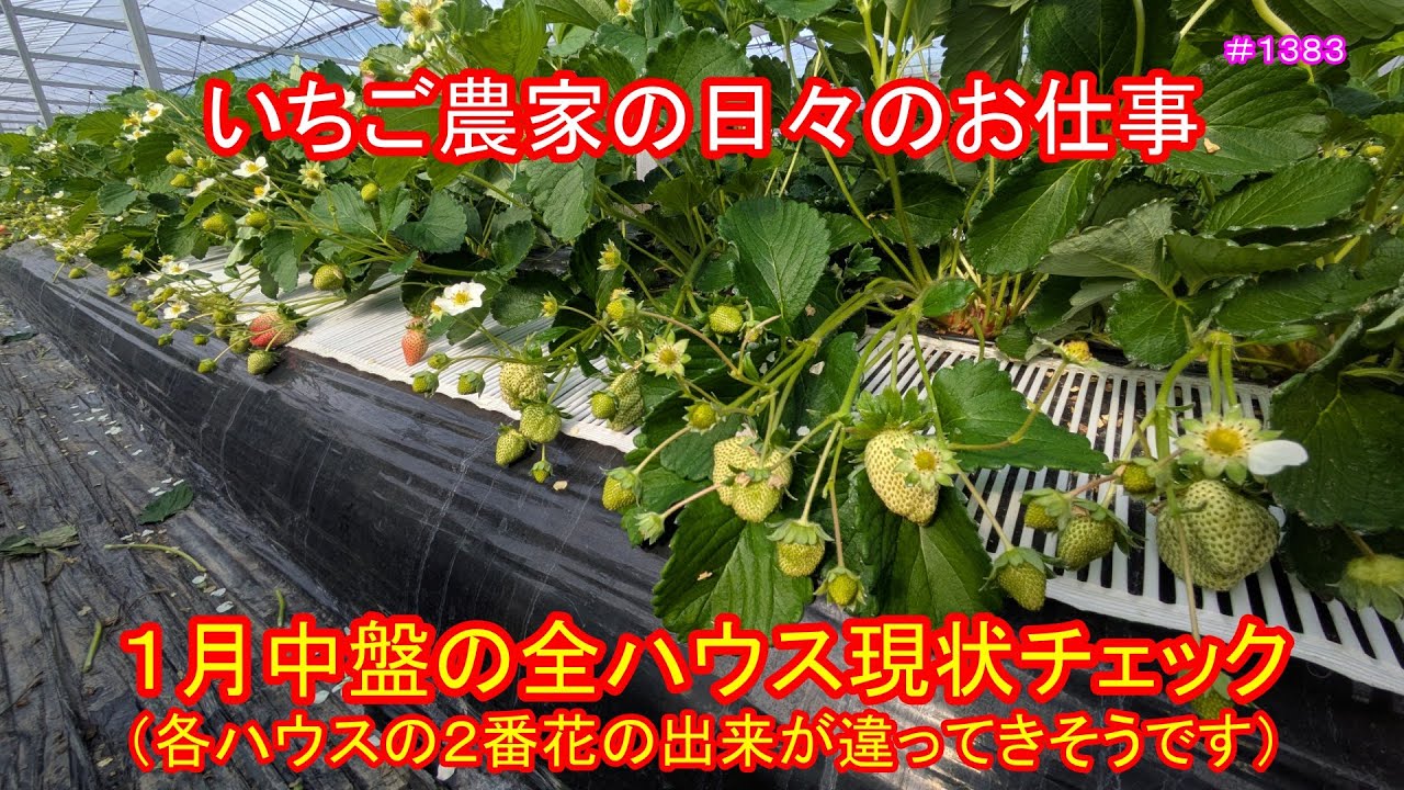 １月中盤の全ハウス現状チェック（各ハウスの2番花の出来が違ってきそうです）　いちご農家の日々のお仕事　＃１３８３