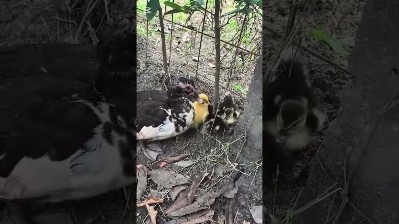 &iexcl;Mam&aacute; pata cuidando a sus beb&eacute;s! 🦆💛