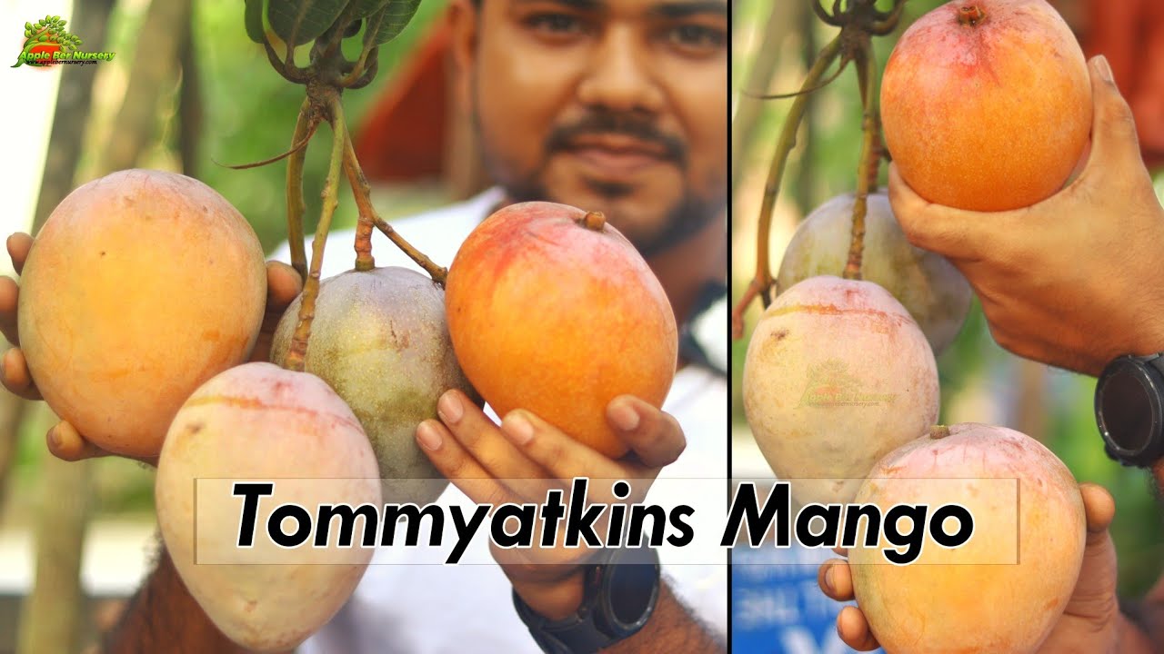 Tommy Atkins Mango || Latest Mango 🥭 Plant Specs.