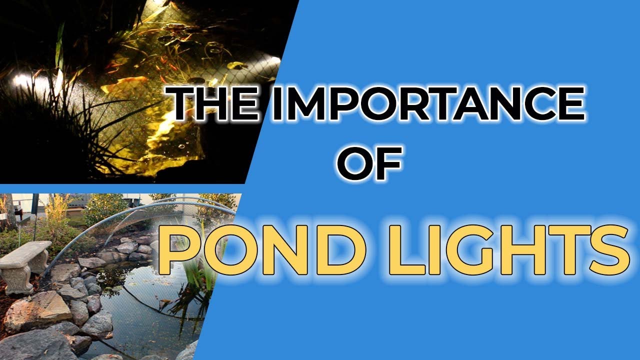 Are Pond Lights Important?