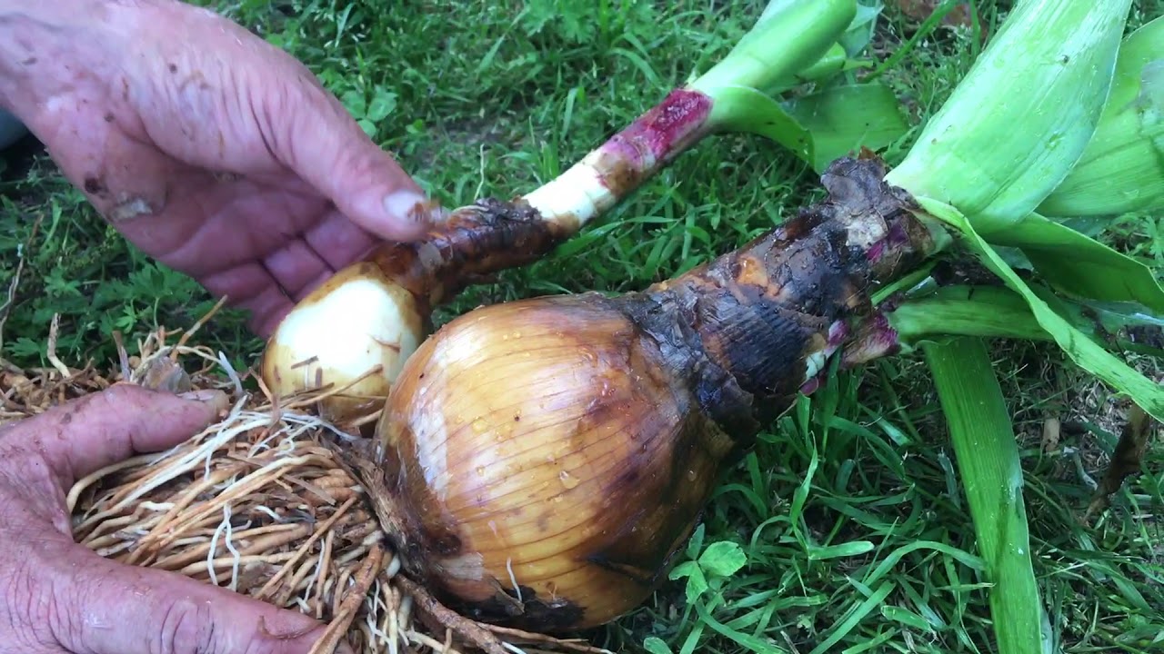 How To Dig A Crinum