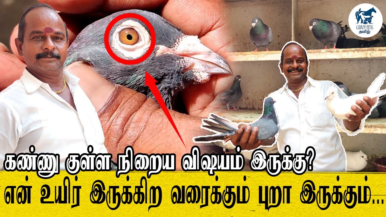 கண்ணு குள்ள நிறைய விஷயம் இருக்கு ? | Pigeon Eye View | Pigeon Valarpu Tamil | Karnapura Pigeon | CPT