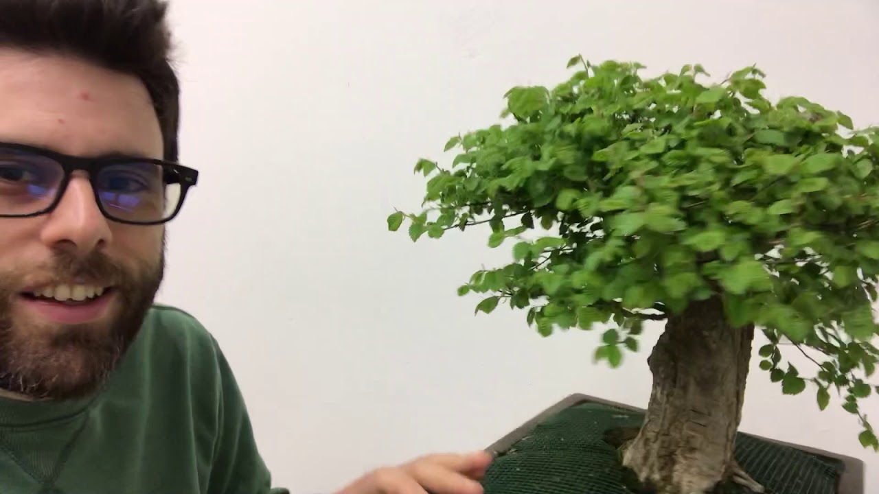 COLTIVAZIONE OLMO BONSAI, TEMPISTICHE E CARICAMENTO MATERIALE