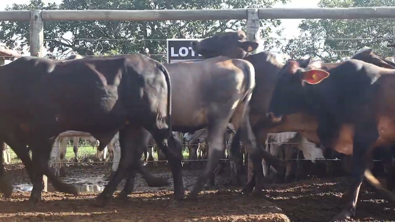 LOTE 52