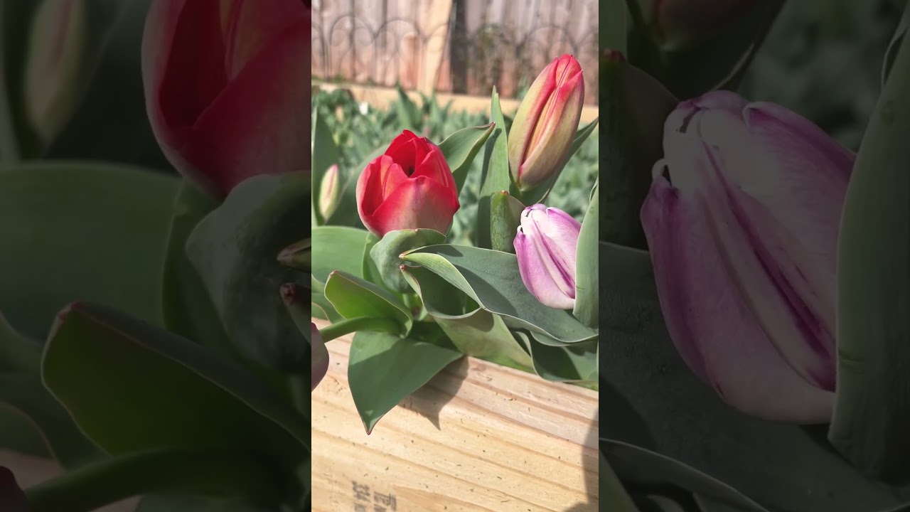 Some of this morning&rsquo;s Tulip harvest #flowers #beautiful #garden #cottagegarden #spring #gardening