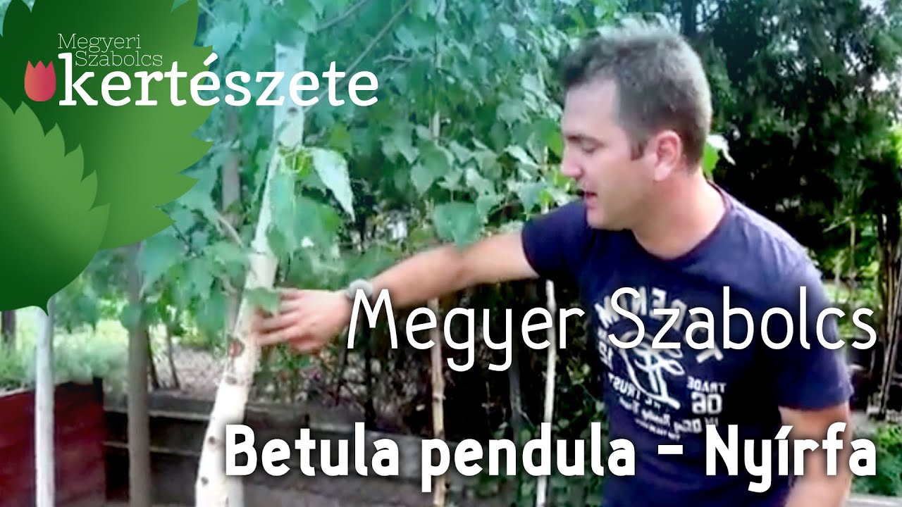 Ny&iacute;rfa - Betula pendula - N&ouml;v&eacute;nyismeret - kert&eacute;szeti tananyag