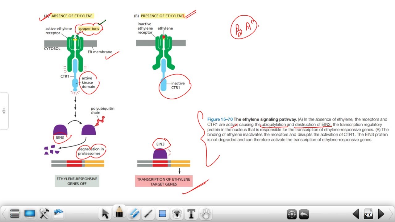 Ethylene | Functions & Uses | Signaling #dbtjrf2023