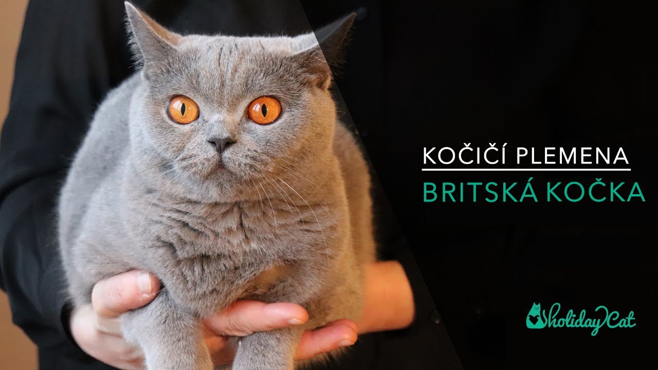 Plemena koček: BRITSKÁ MODRÁ KOČKA