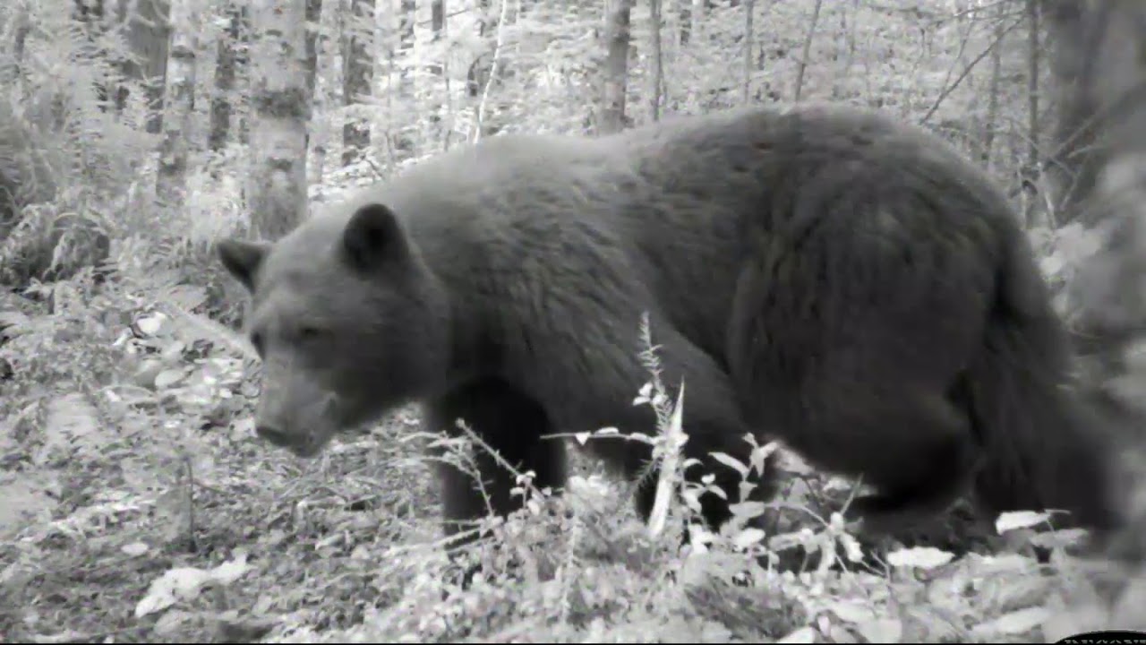 Headwaters Forest Reserve: Celebrating 20 Years