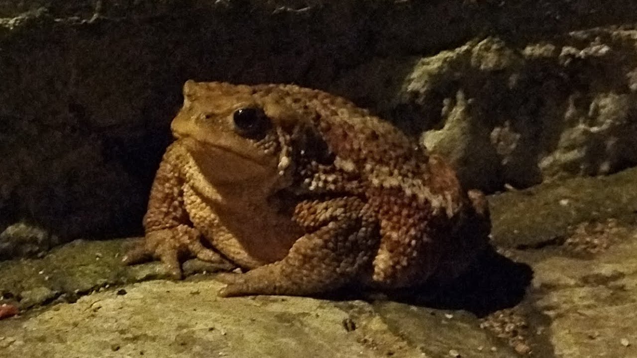 Making communication with frogs and the results are crazy | watch closely detail 