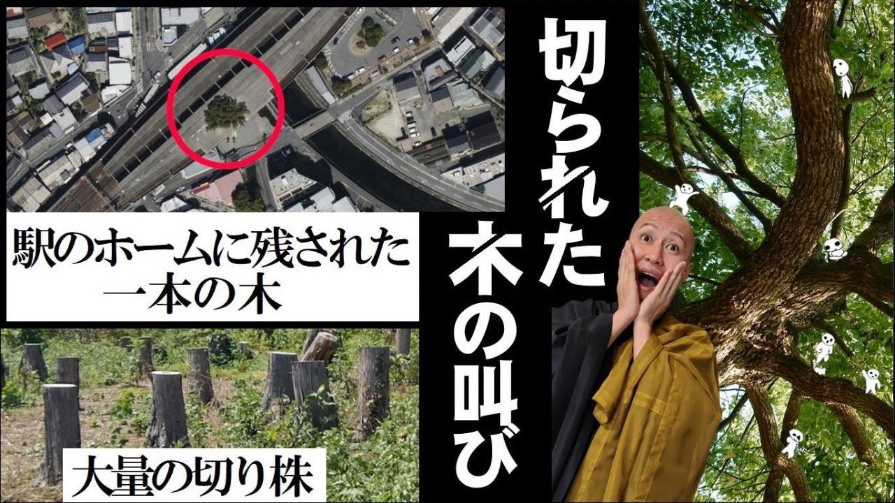 【切られた木の叫び】大量の切り株と残された一本の木