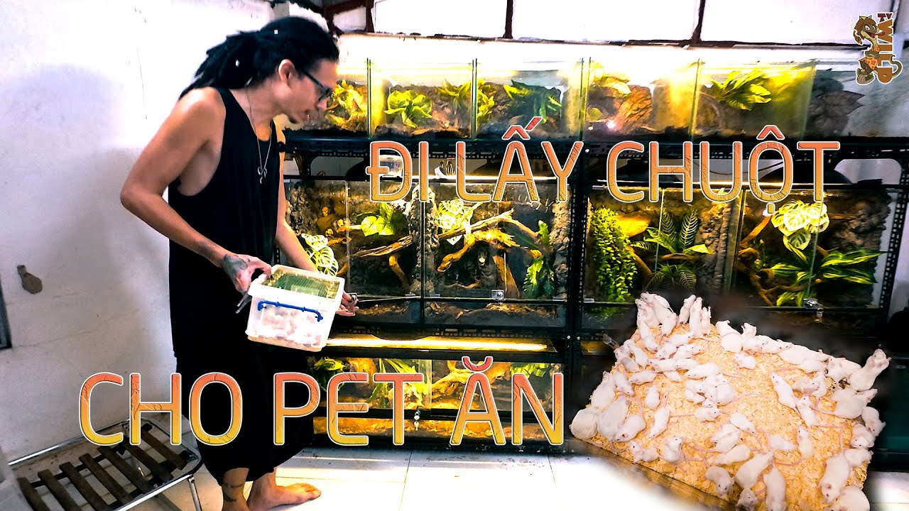 Lấy chuột về cho pet ăn | WILDVN TV