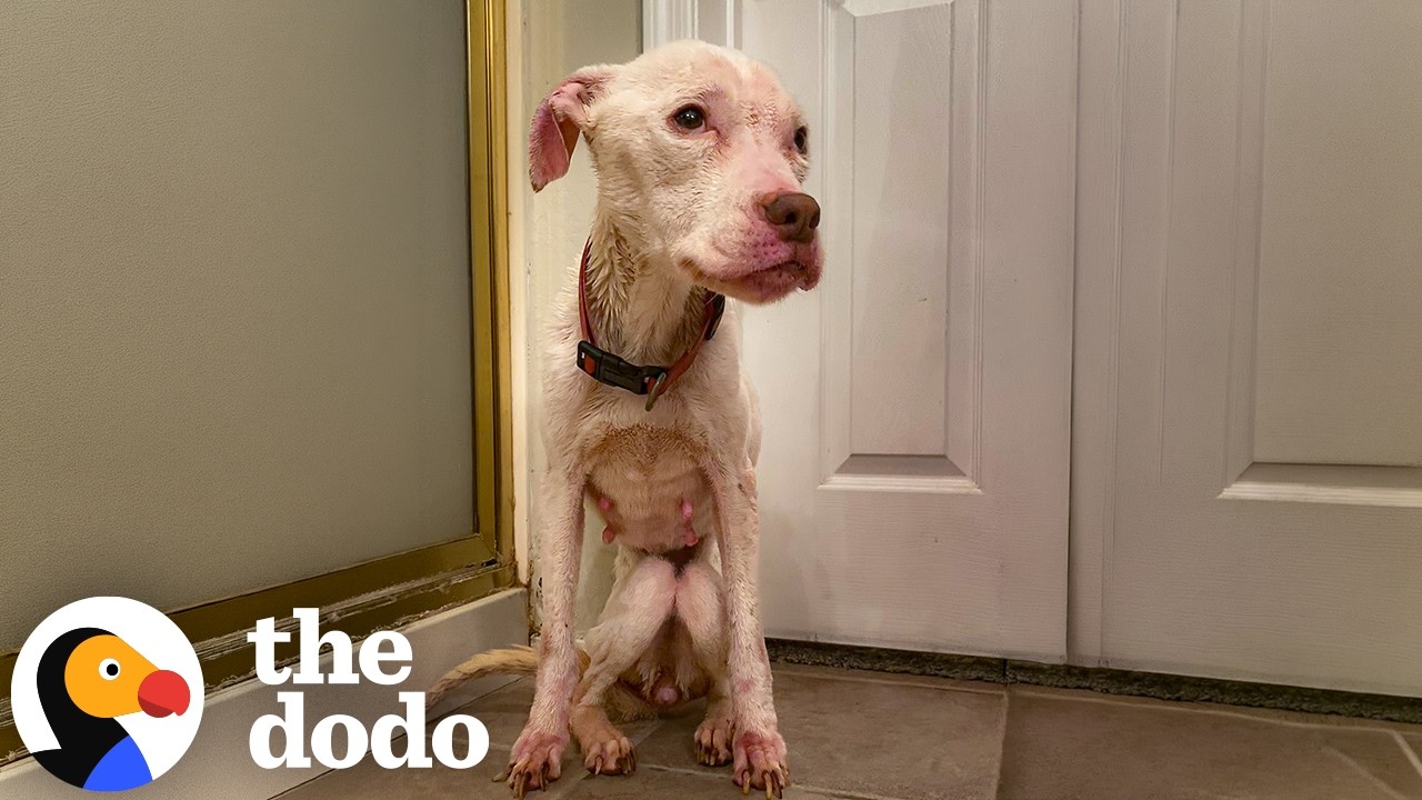 Худенькая питбульша найдена совсем одна и не отпускает свои игрушки | The Dodo