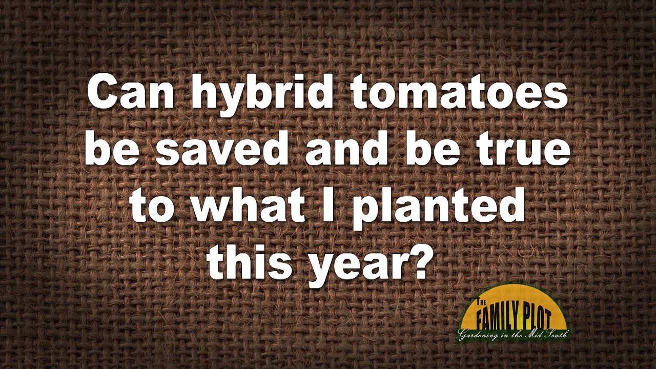 Q&A &ndash; Can hybrid tomatoes be saved and come true next year?