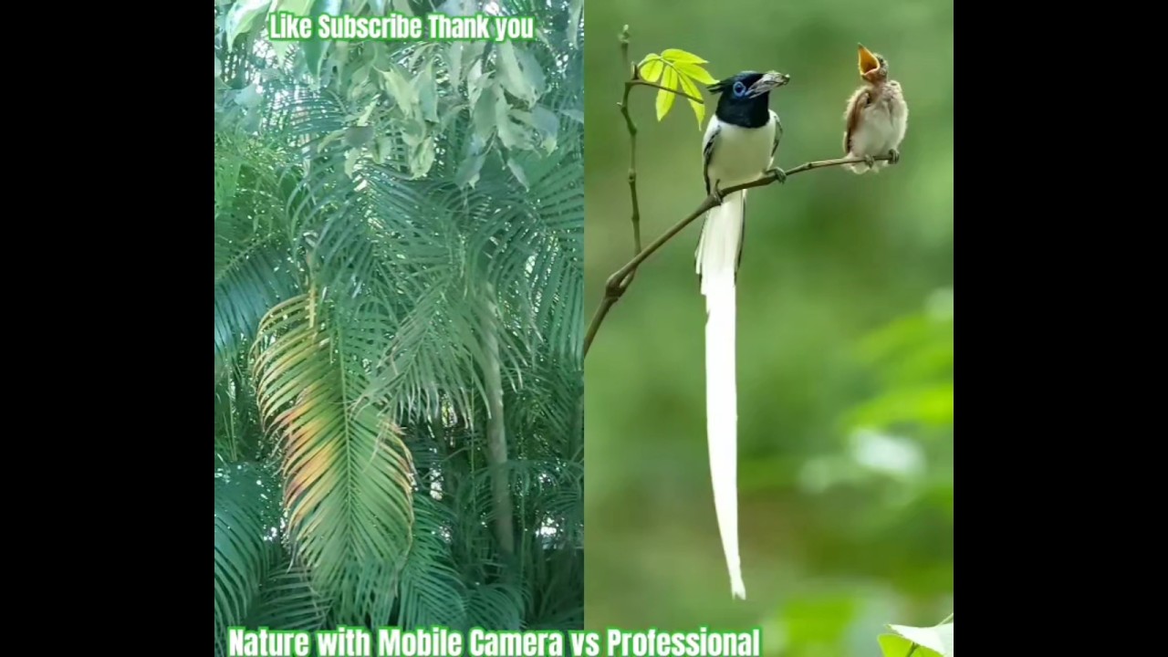 Nature with mobile camera vs professional equipment 