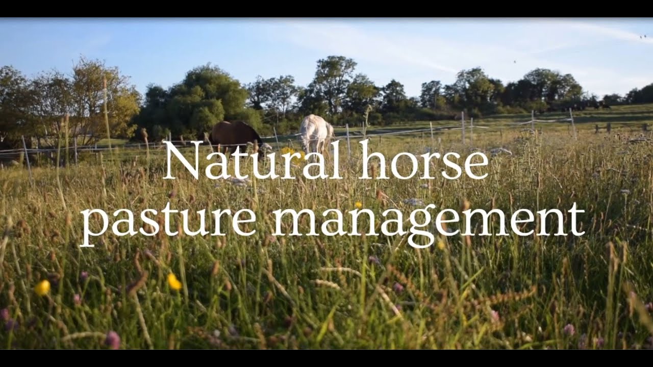 How to manage your horse pasture naturally to save money and time