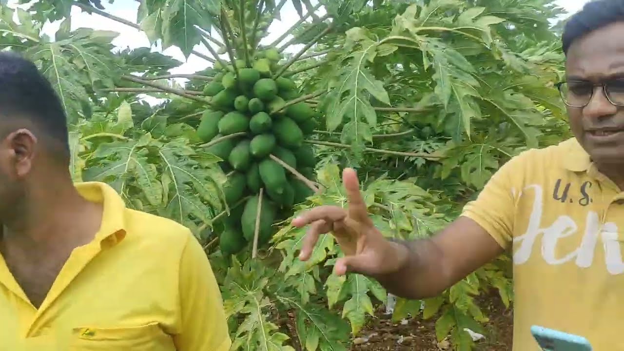 No 15 Papaya farming very good future
