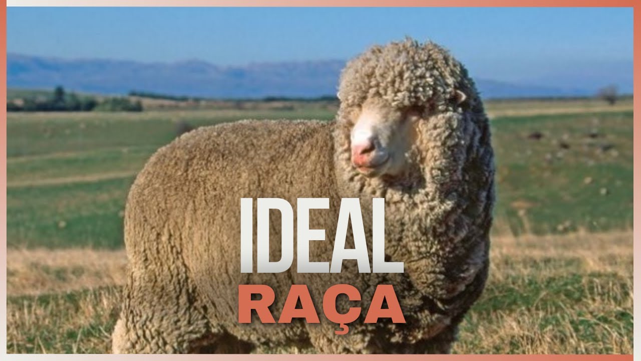 Ovelhas da Raça Ideal: Tudo o Que Você Precisa Saber Sobre Essa Raça!