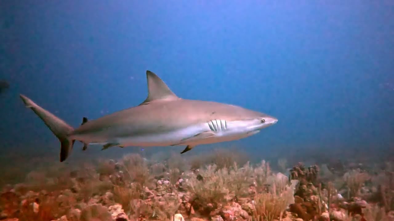 Shark tries to bite my fins in Purto Rico!