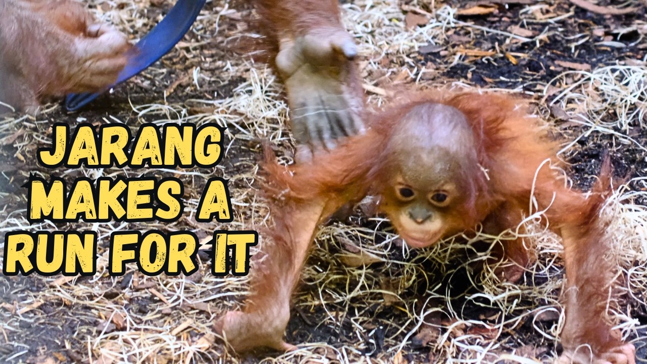 Baby Orangutan Jarang Tries To Escape From Mom!