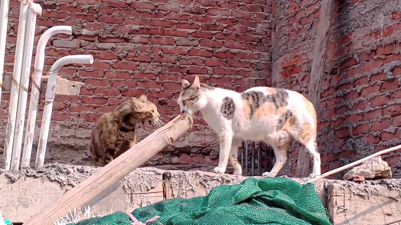 biggest cat fight in history