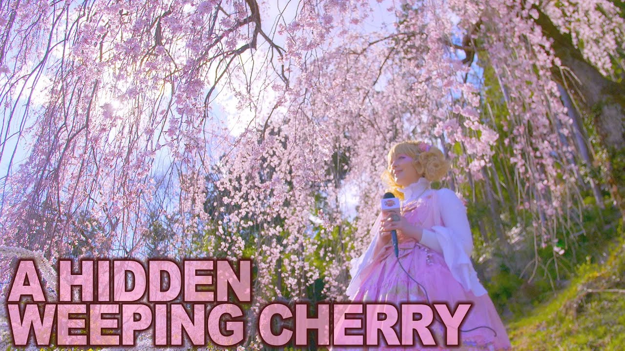 Drive around Japan: Ome a hidden sakura spot in Tokyo