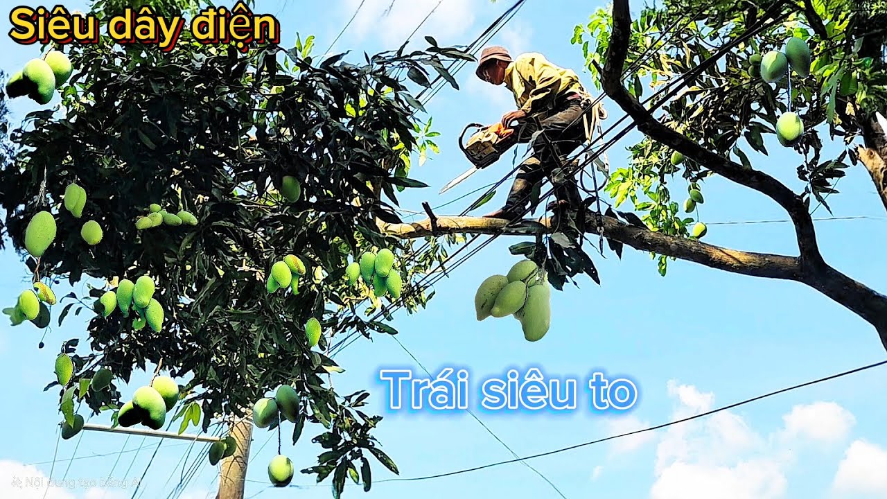 Cưa cây Xoài siêu trái gần dây điện / Sawing a super fruit Mango tree near electric wires | T920