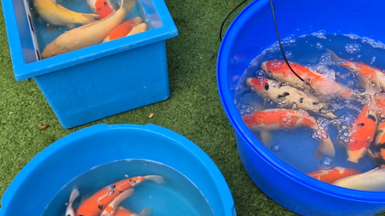 Moving koi Stock Around 