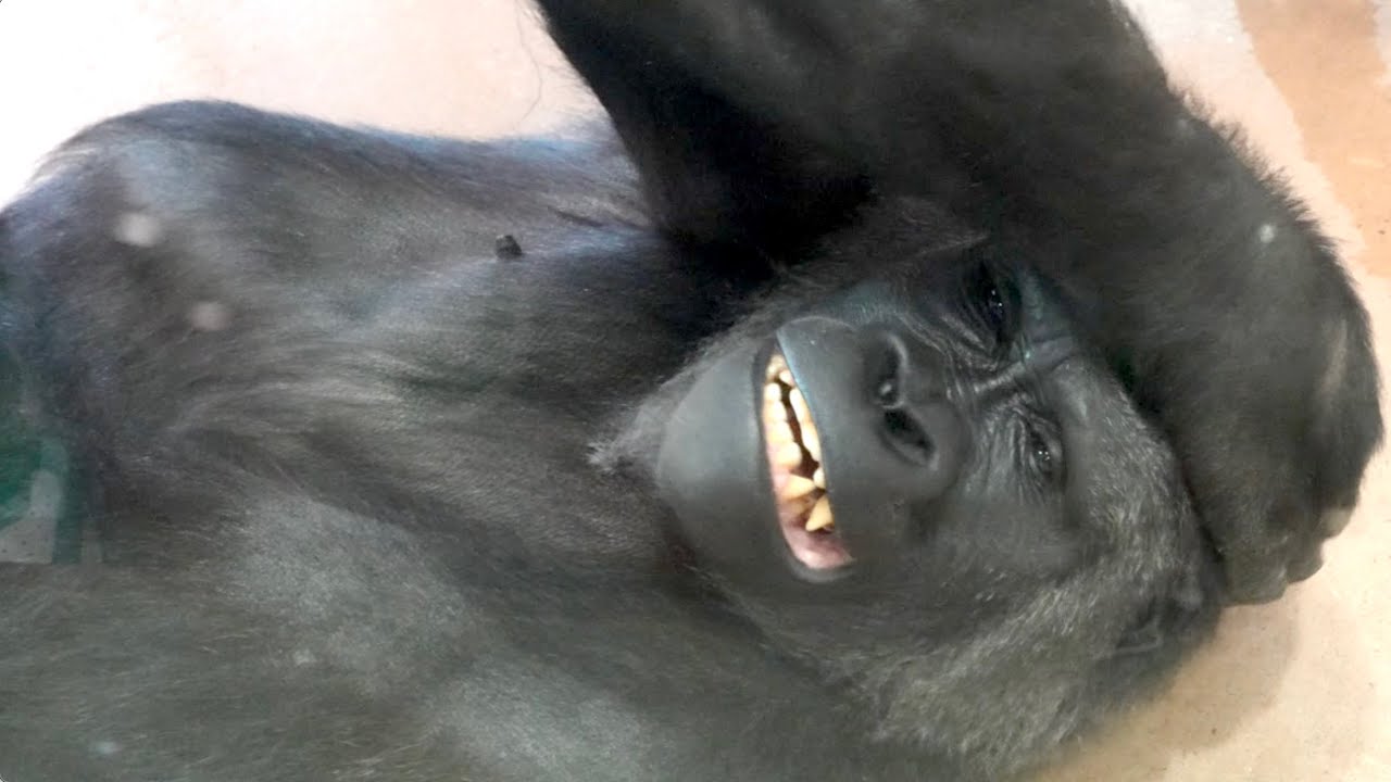 Энни, кажется, любит своего нового хранителя ｜Shabani Group・Gorilla