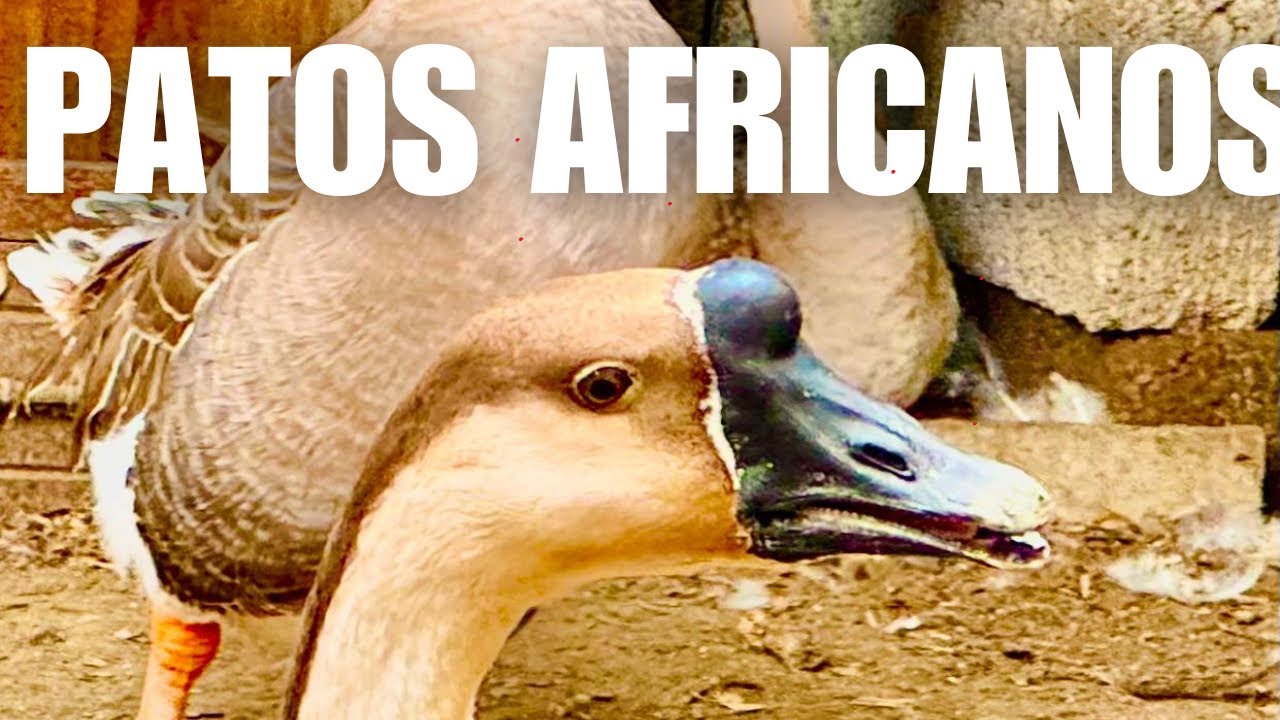 GANSOS de ÁFRICA QUE VIVEN en ECUADOR. CONOZCA SU CRIADERO.