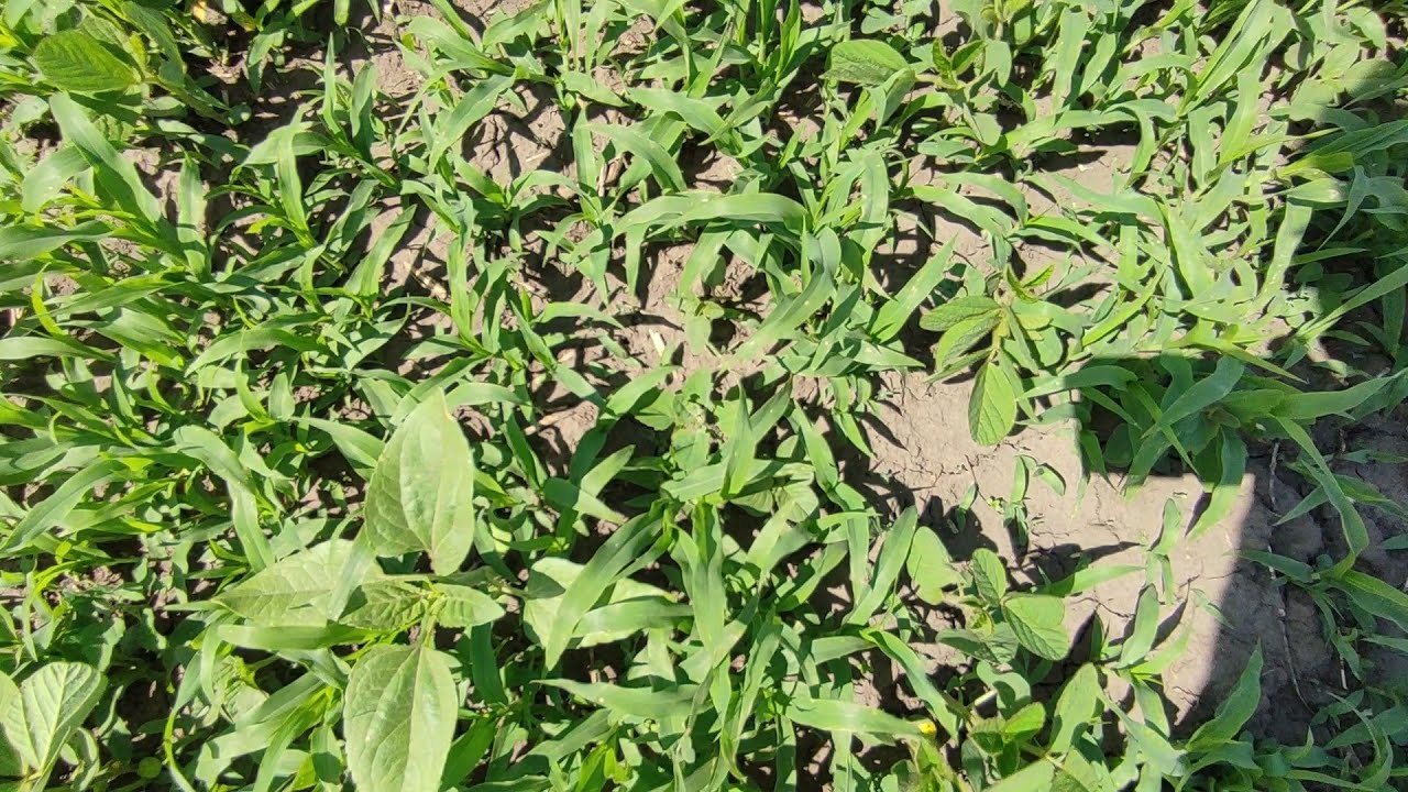 У якій фазі бризкати сою і скільки давати гербіциду? Питання - відповідь